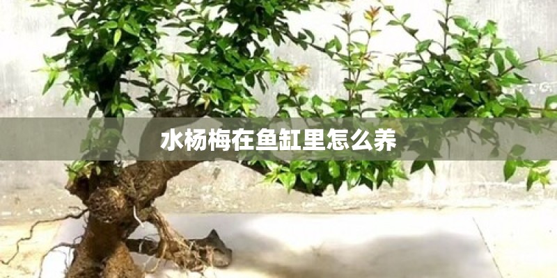 水杨梅在鱼缸里怎么养