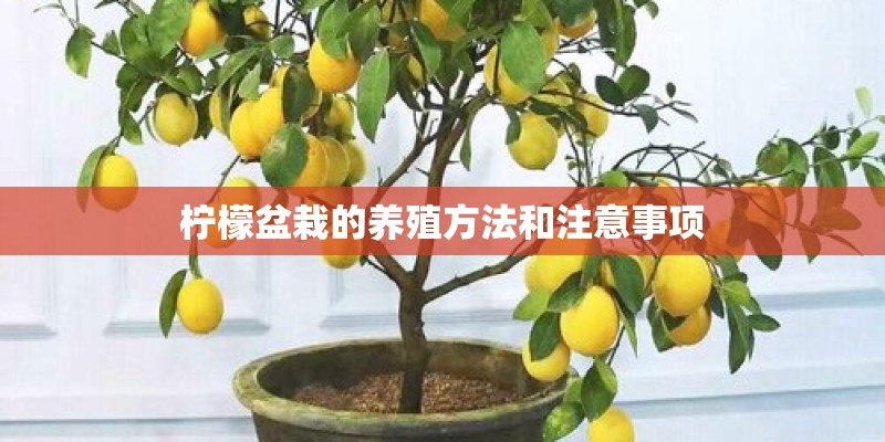 柠檬盆栽的养殖方法和注意事项