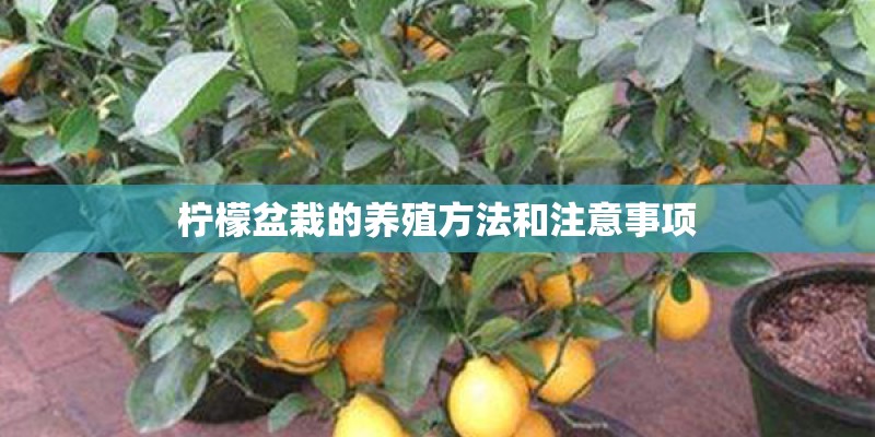 柠檬盆栽的养殖方法和注意事项