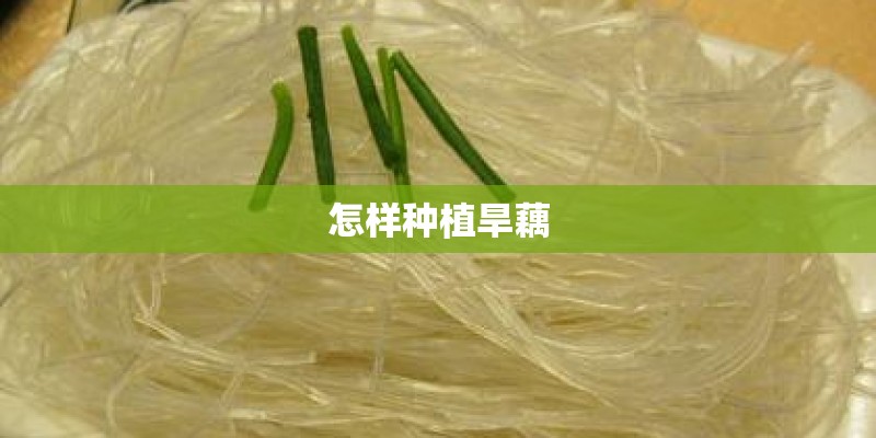 怎样种植旱藕