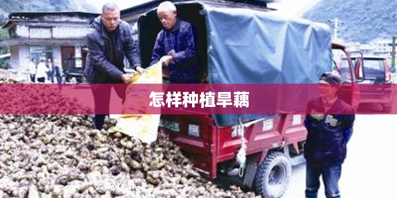 怎样种植旱藕