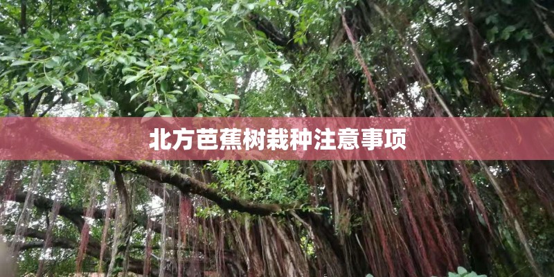 北方芭蕉树栽种注意事项