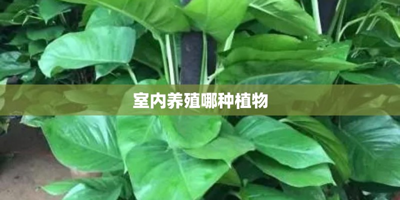 室内养殖哪种植物