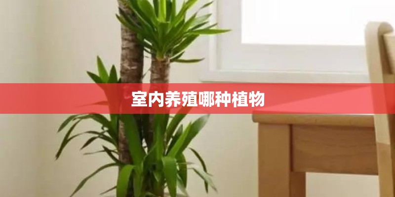 室内养殖哪种植物