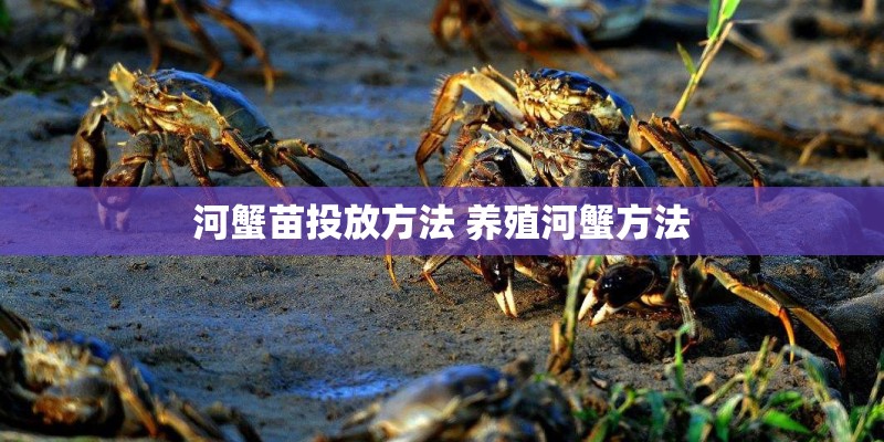 河蟹苗投放方法 养殖河蟹方法