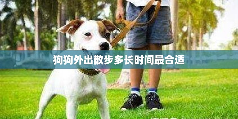 狗狗外出散步多长时间最合适