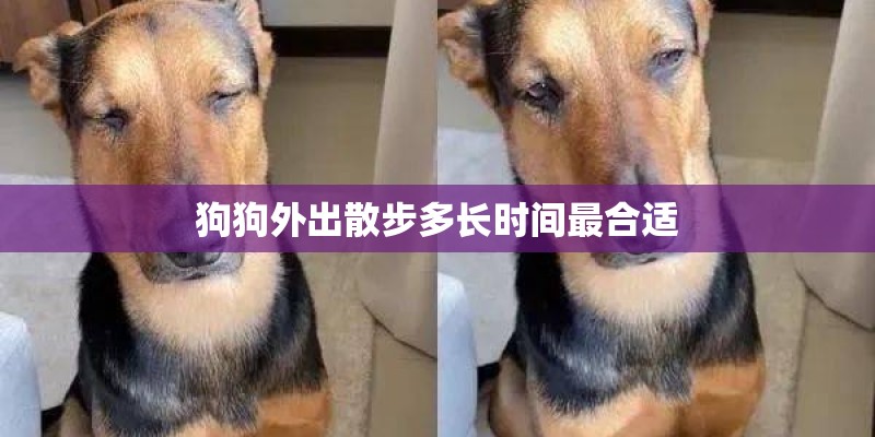 狗狗外出散步多长时间最合适
