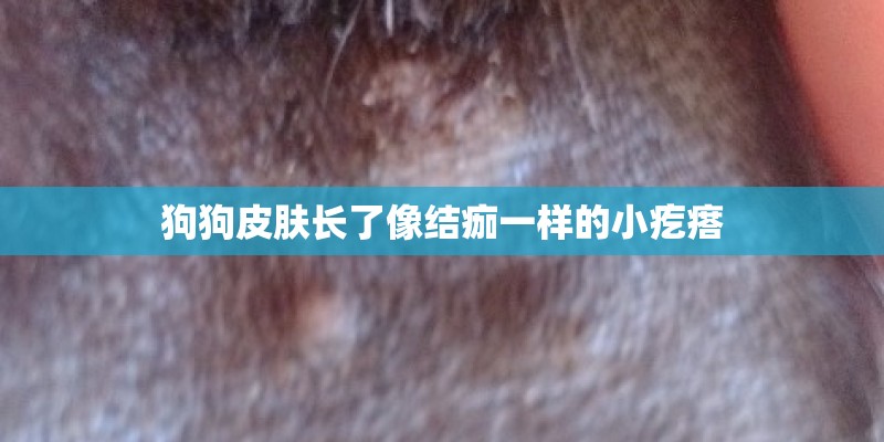 狗狗皮肤长了像结痂一样的小疙瘩