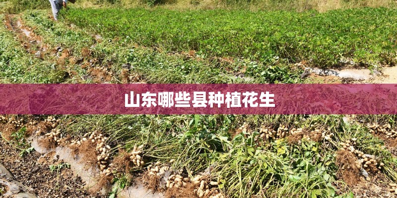 山东哪些县种植花生