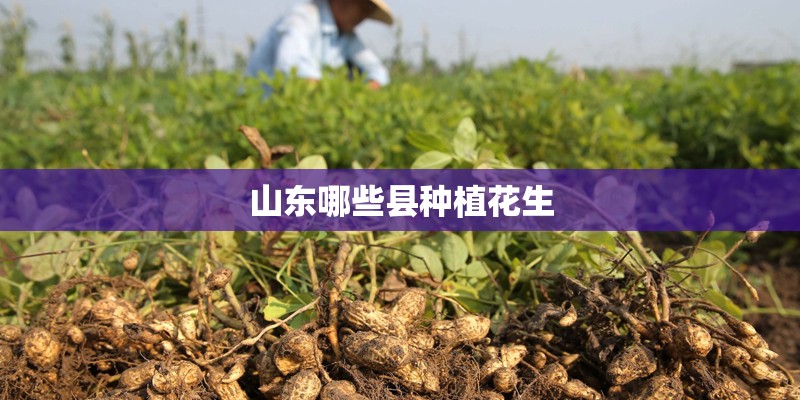 山东哪些县种植花生