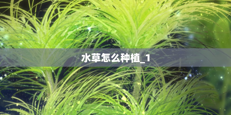 水草怎么种植_1