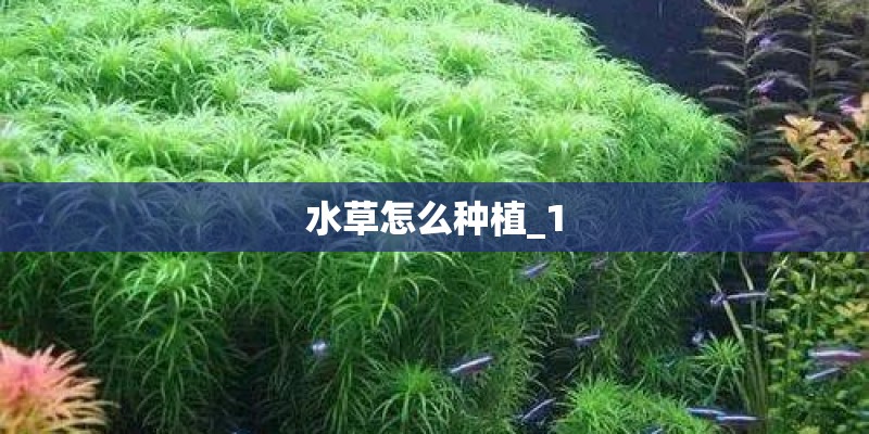 水草怎么种植_1