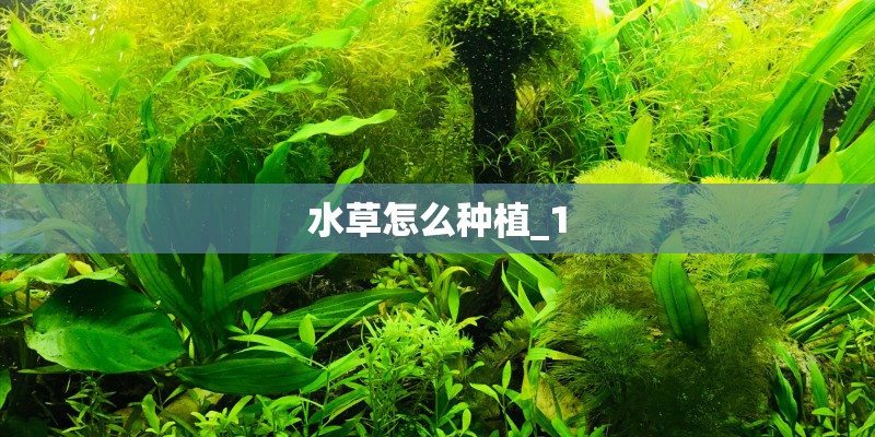 水草怎么种植_1