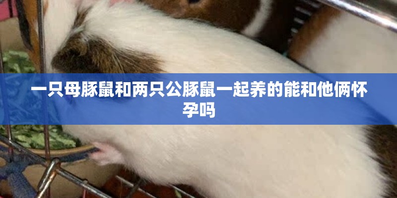 一只母豚鼠和两只公豚鼠一起养的能和他俩怀孕吗