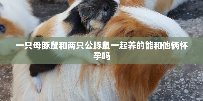 一只母豚鼠和两只公豚鼠一起养的能和他俩怀孕吗