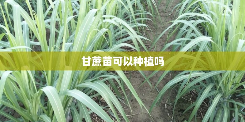 甘蔗苗可以种植吗