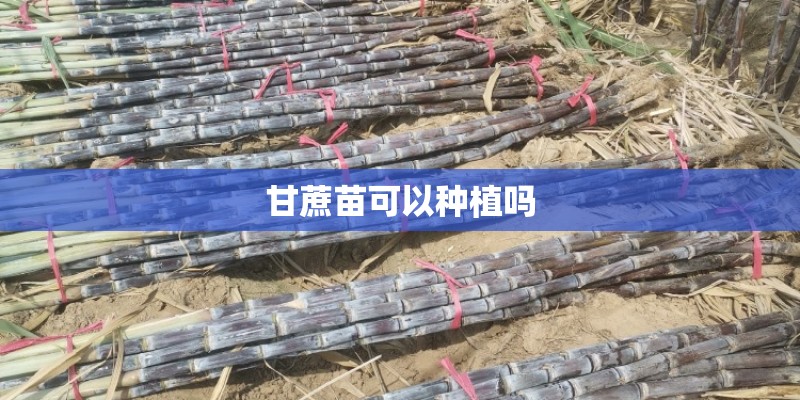 甘蔗苗可以种植吗