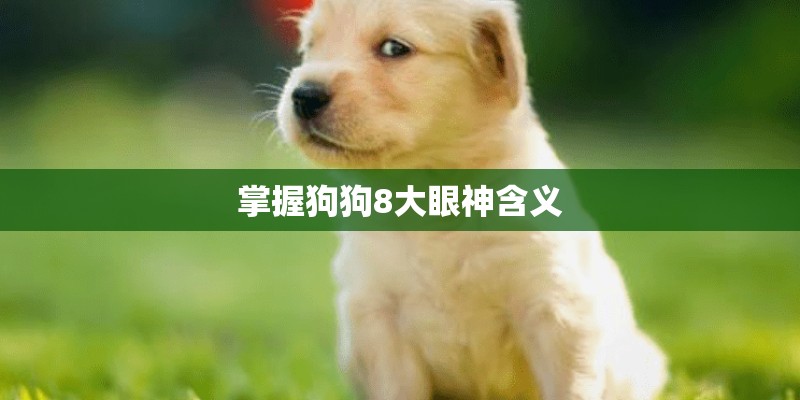 掌握狗狗8大眼神含义