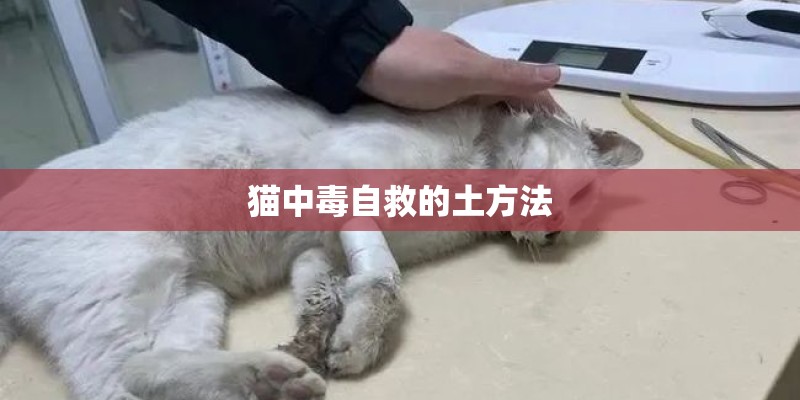 猫中毒自救的土方法