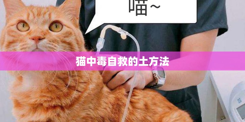 猫中毒自救的土方法