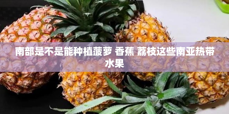 南部是不是能种植菠萝 香蕉 荔枝这些南亚热带水果