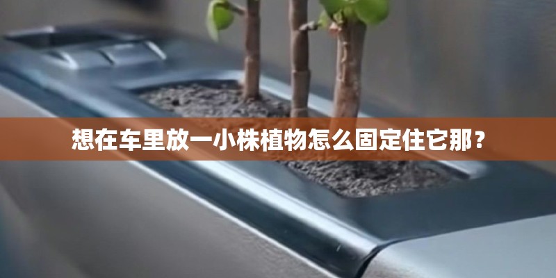 想在车里放一小株植物怎么固定住它那？