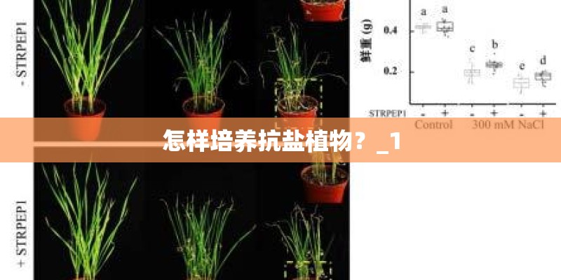 怎样培养抗盐植物？_1