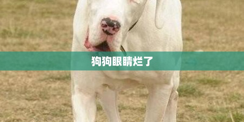 狗狗眼睛烂了