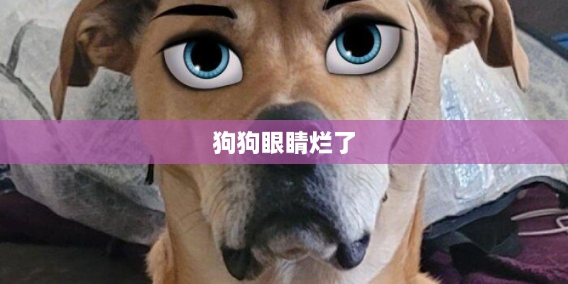 狗狗眼睛烂了