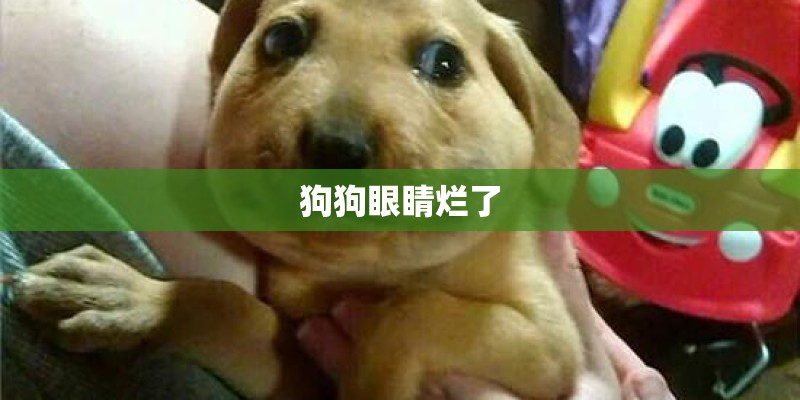 狗狗眼睛烂了