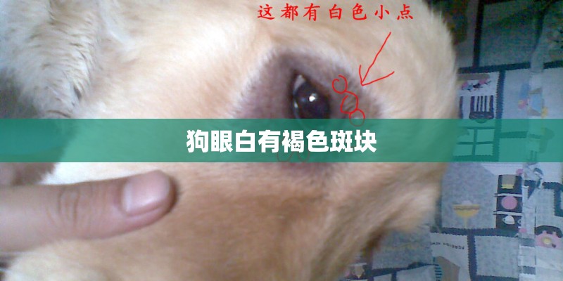 狗眼白有褐色斑块