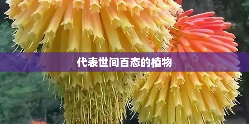 代表世间百态的植物