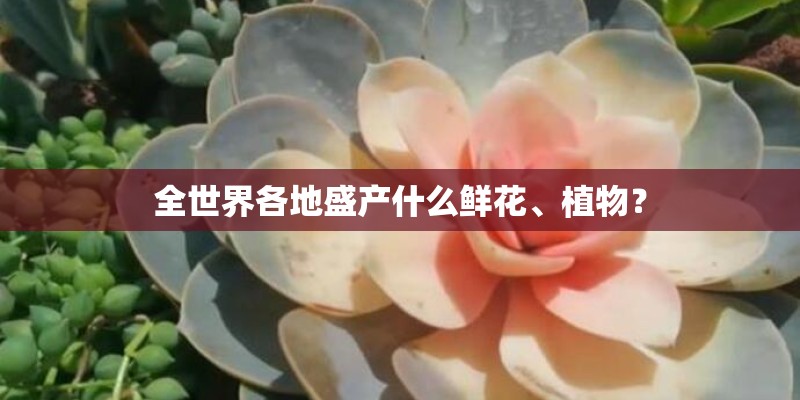 全世界各地盛产什么鲜花、植物？