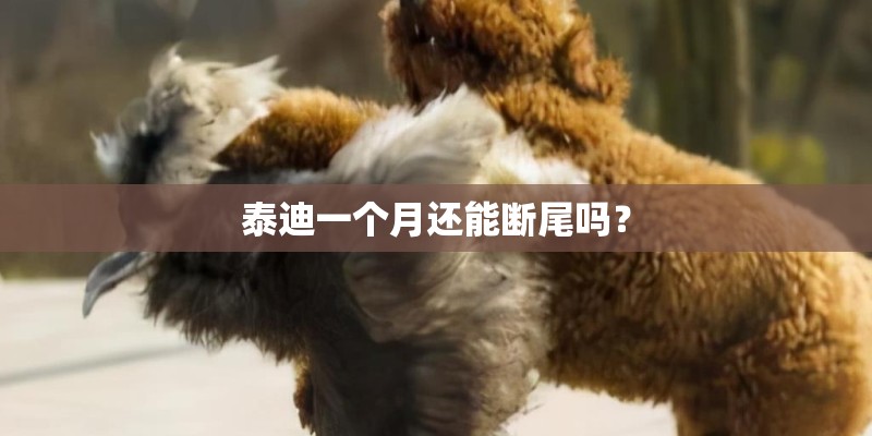 泰迪一个月还能断尾吗？