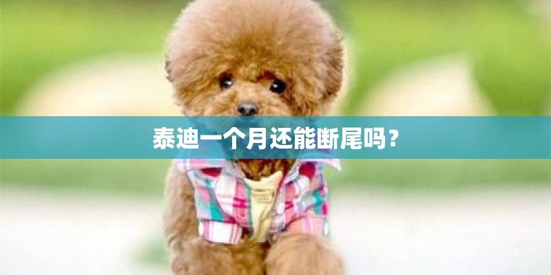 泰迪一个月还能断尾吗？