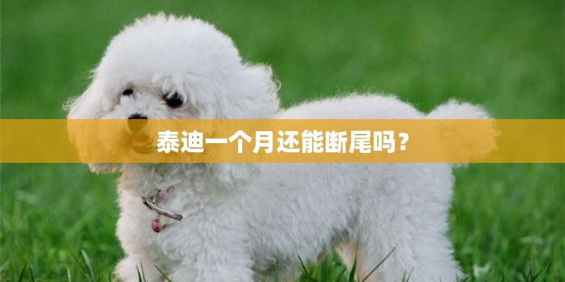 泰迪一个月还能断尾吗？