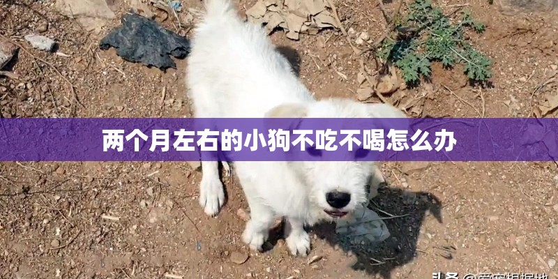 两个月左右的小狗不吃不喝怎么办