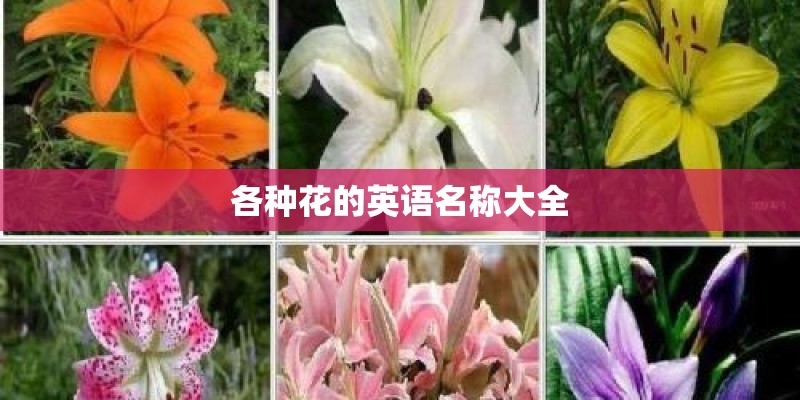 各种花的英语名称大全