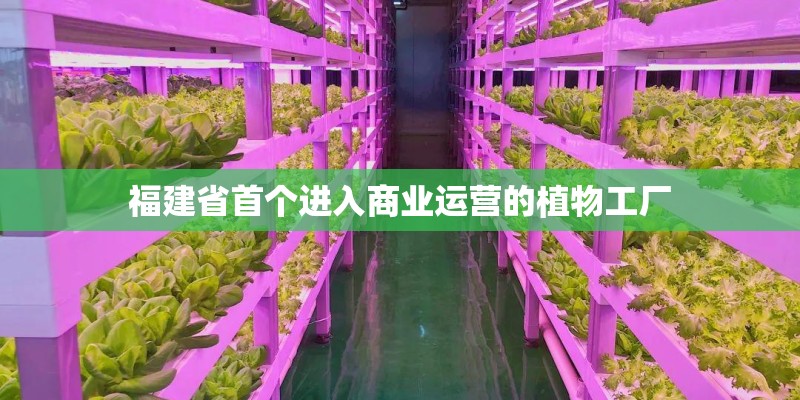 福建省首个进入商业运营的植物工厂