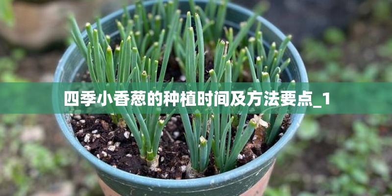 四季小香葱的种植时间及方法要点_1