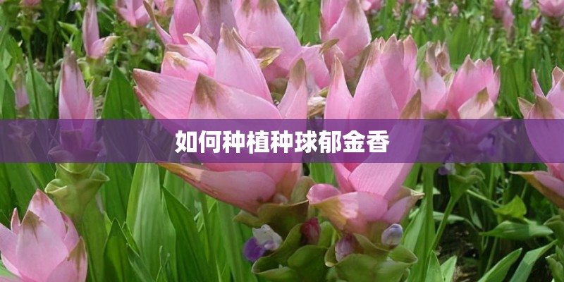 如何种植种球郁金香