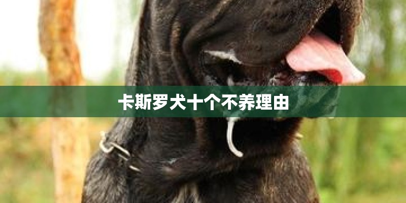 卡斯罗犬十个不养理由