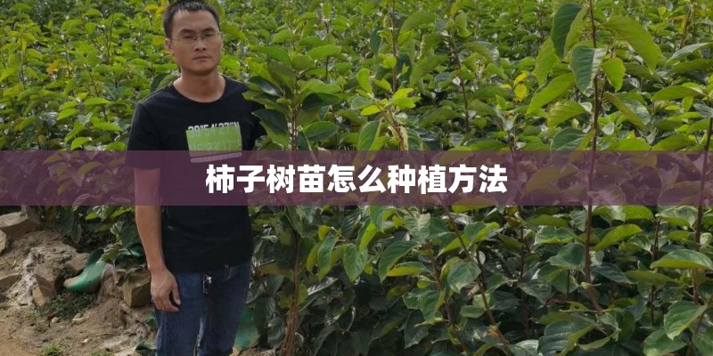 柿子树苗怎么种植方法