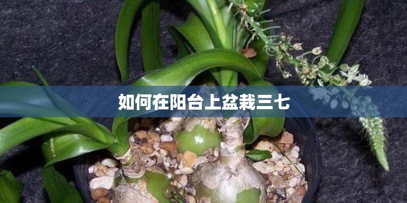 如何在阳台上盆栽三七