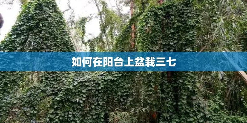 如何在阳台上盆栽三七