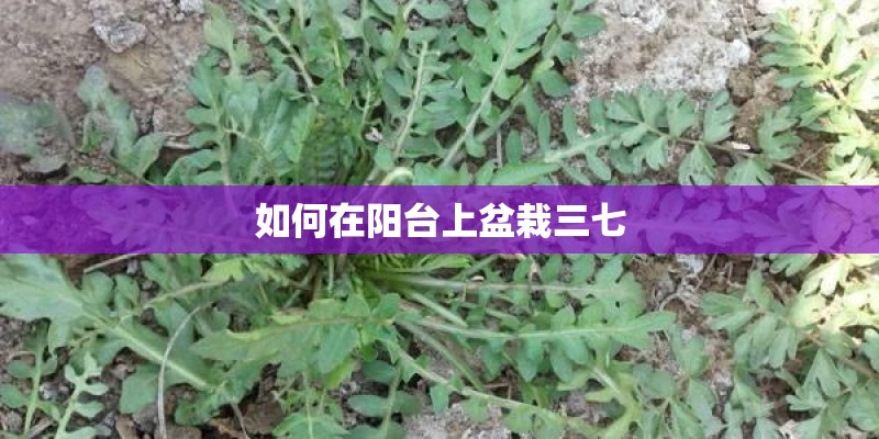 如何在阳台上盆栽三七