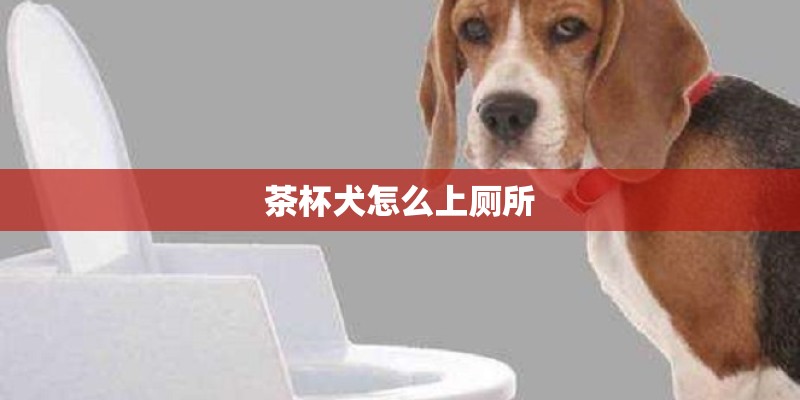 茶杯犬怎么上厕所