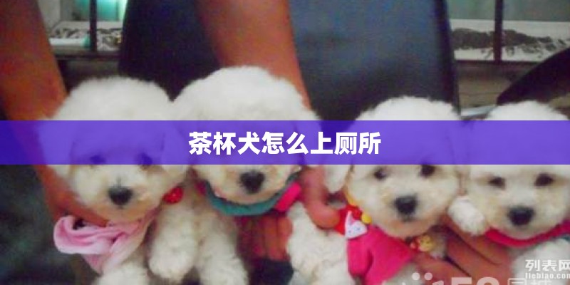 茶杯犬怎么上厕所