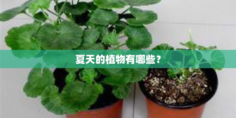 夏天的植物有哪些？