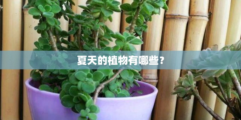 夏天的植物有哪些？